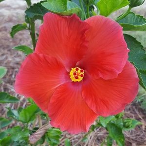 Meet your Posher, Vicki